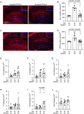 Deficiency of NLRP3 protects cerebral pericytes and attenuates Alzheimer’s pathology in tau-transgenic mice